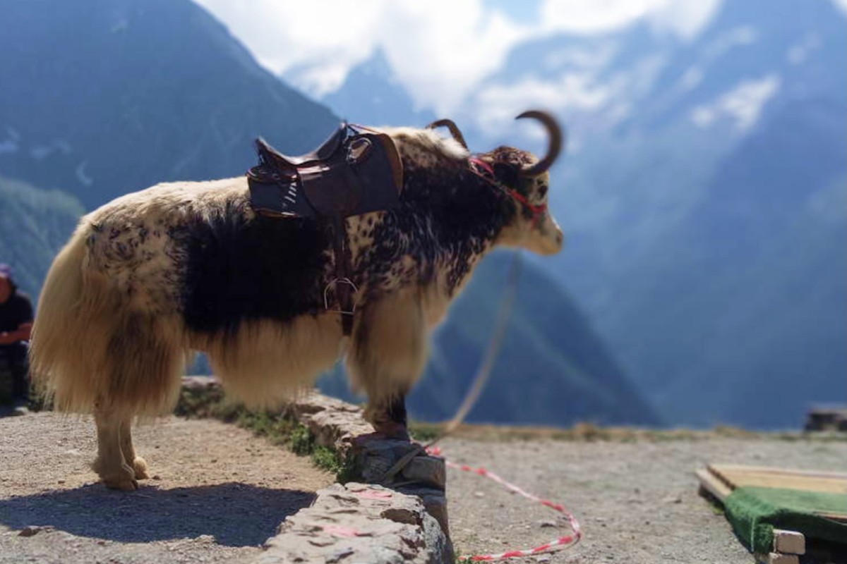 Путешествие из Кисловодска в Домбай — фото 8